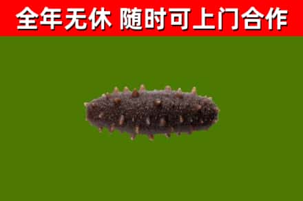 济南回收海参干